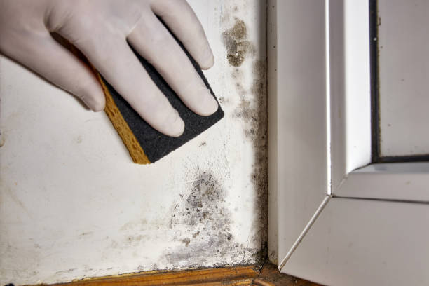 Best Airborne Mold Testing  in Alto, TX